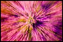 Lavender Explosion